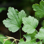 PLANT Groseillier à maquereaux Hinnonmaki vert Ribes uva-crispa Hinnonmäki Grün arbustes fruitiers