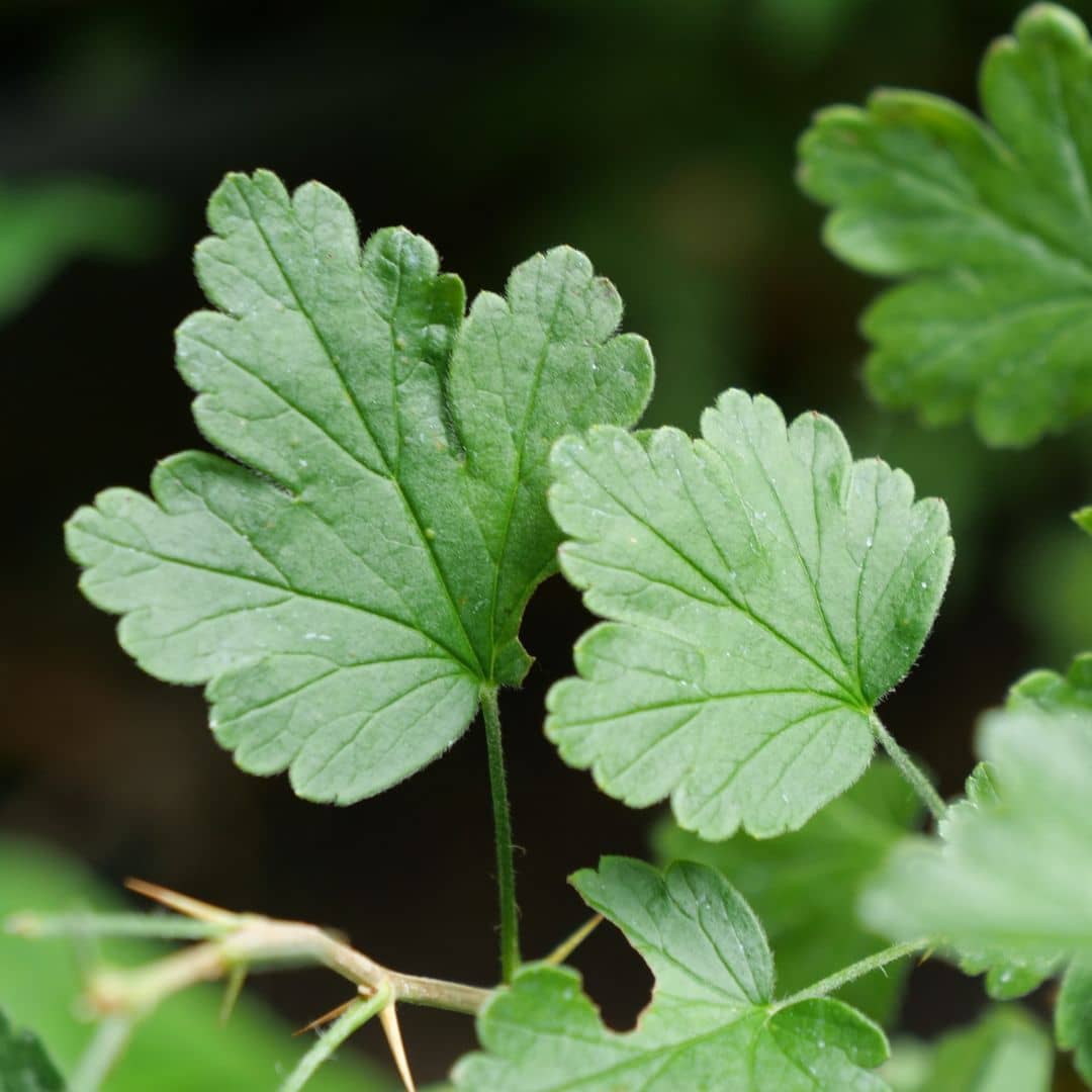 PLANT Groseillier à maquereaux Hinnonmaki vert Ribes uva-crispa Hinnonmäki Grün arbustes fruitiers