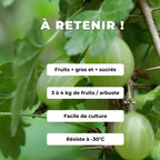 PLANT Groseillier à maquereaux Hinnonmaki vert Ribes uva-crispa Hinnonmäki Grün monde vegetal comment le cultiver et récolter