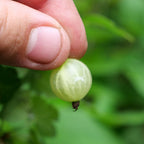 PLANT Groseillier à maquereaux Hinnonmaki vert Ribes uva-crispa Hinnonmäki Grün monde vegetal  comment récolter les fruits 