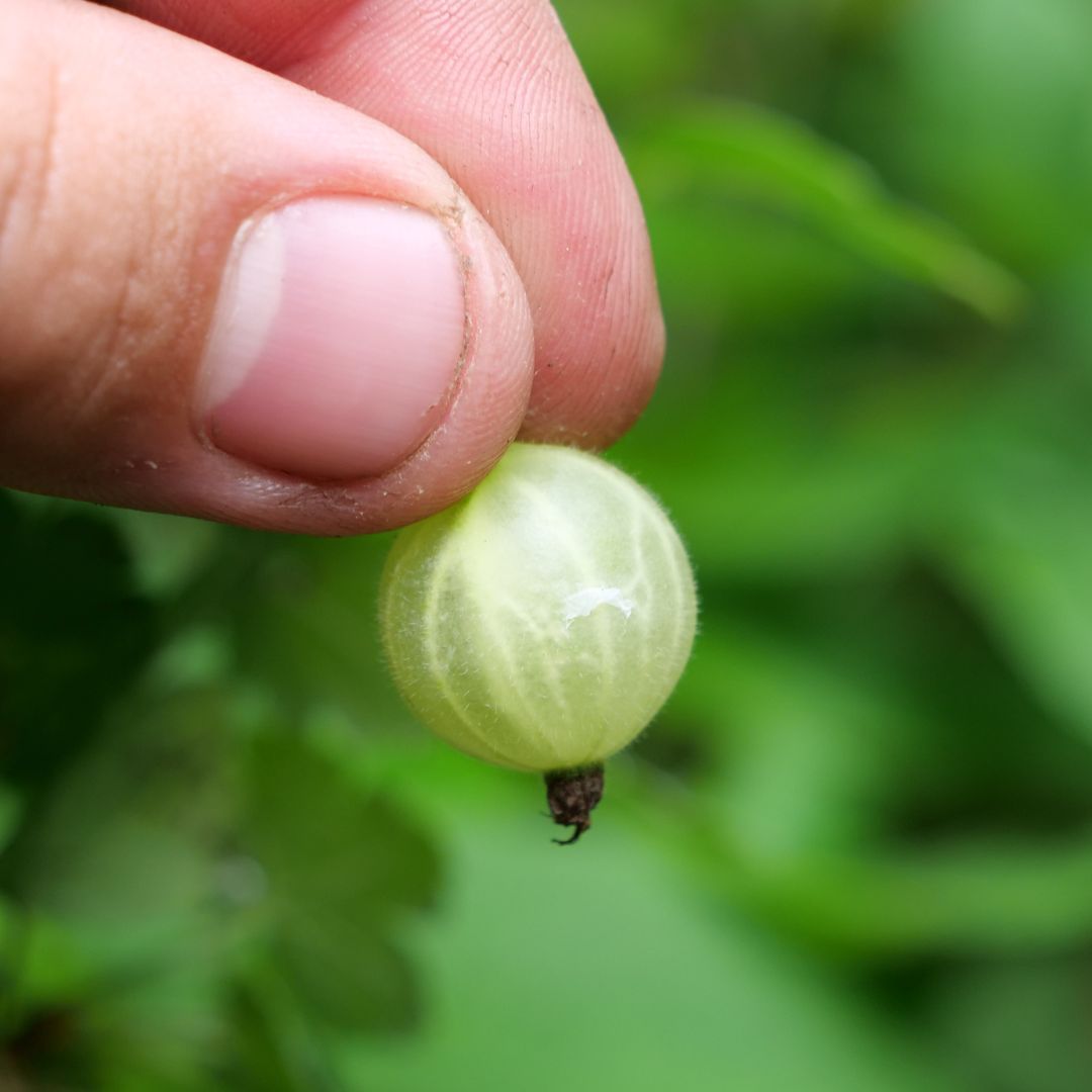 PLANT Groseillier à maquereaux Hinnonmaki vert Ribes uva-crispa Hinnonmäki Grün monde vegetal  comment récolter les fruits 