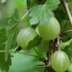 PLANT Groseillier à maquereaux Hinnonmaki vert Ribes uva-crispa Hinnonmäki Grün monde vegetal