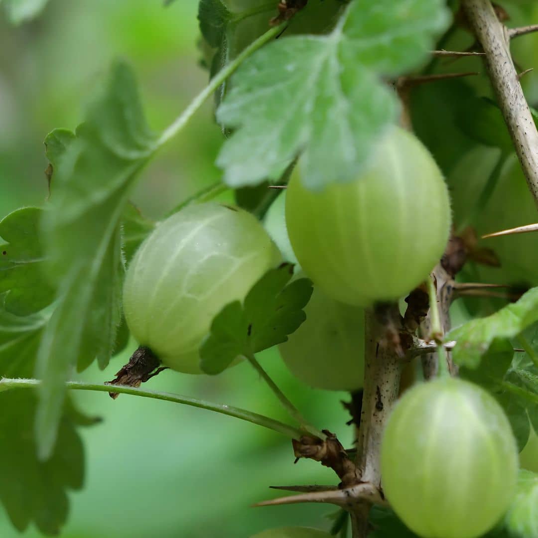 PLANT Groseillier à maquereaux Hinnonmaki vert Ribes uva-crispa Hinnonmäki Grün monde vegetal