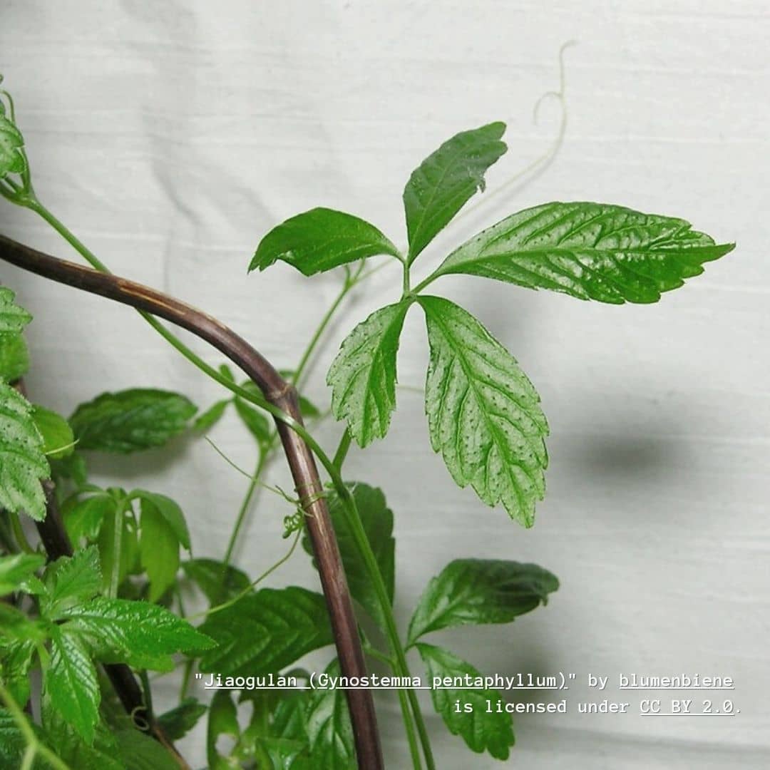 PLANT  Gynostemma pentaphyllumd'Herbe de l'immortalité Monde Végétal