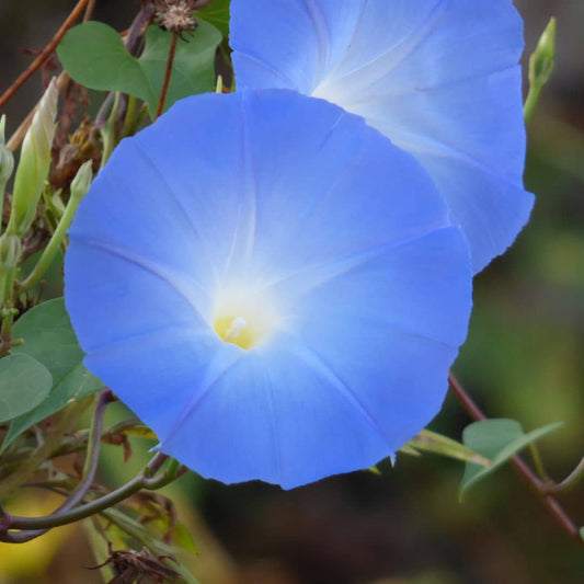 PLANT  Ipomée Bleue Ipomoea tricolor Heavenly Blue