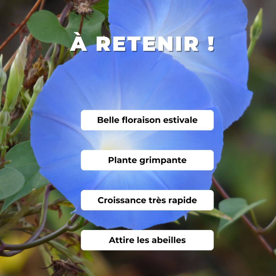 PLANT  Ipomée Bleue Ipomoea tricolor Heavenly Blue comment planter et cultiver