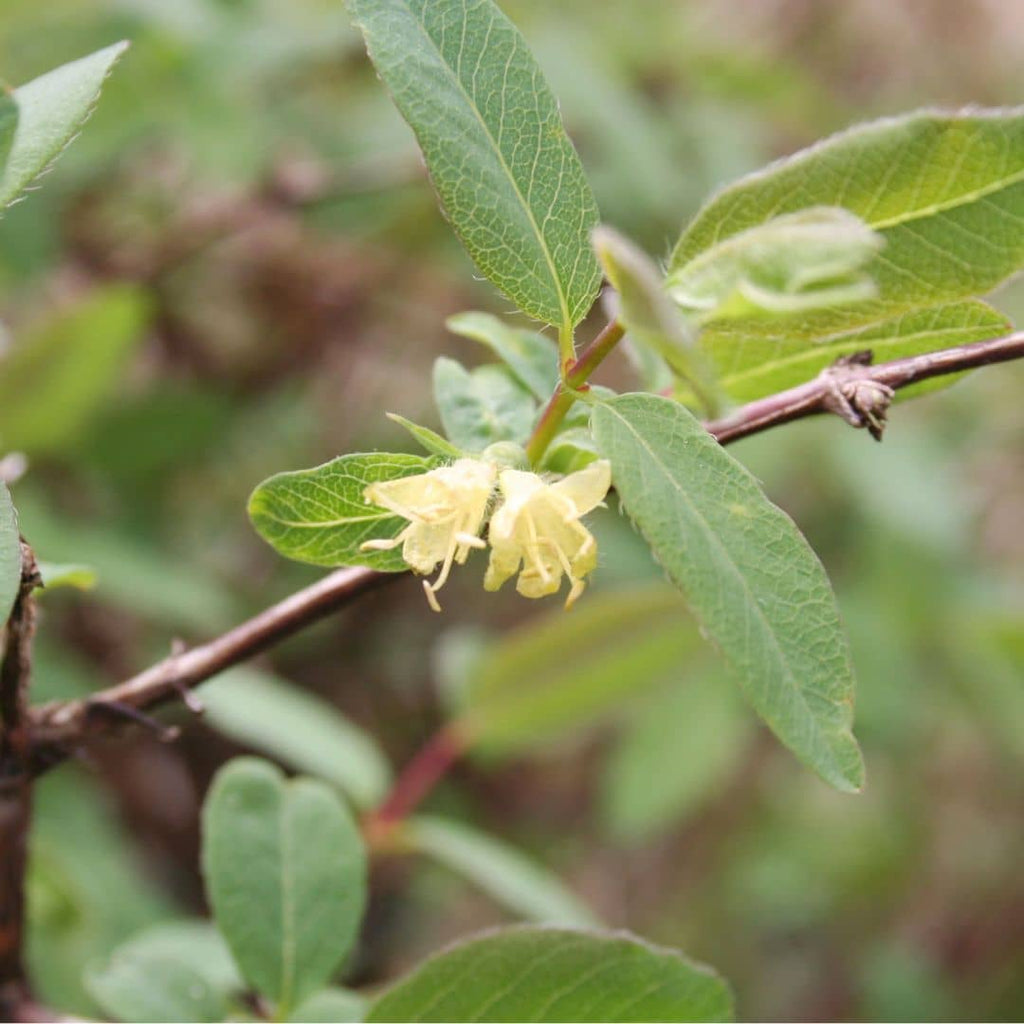 PLANT Lonicera caerulea kamtschatica Baie de Maie Camerisier monde vegetal arbustes fruitiers comment le cultiver