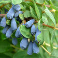 PLANT Lonicera kamtschatica Baie de miel, Camérisier bleu, Myrtilles de Sibérie, Chèvrefeuille comestible, Maibeere, Haskap à cultiver avec monde vegetal