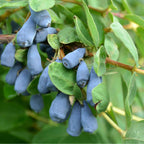 PLANT Lonicera kamtschatica Baie de miel, Camérisier bleu, Myrtilles de Sibérie, Chèvrefeuille comestible, Maibeere, Haskap à cultiver avec monde vegetal