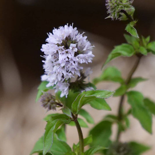 PLANT Menthe Bergamote mentha piperita citrata comment planter et cultiver monde végétal