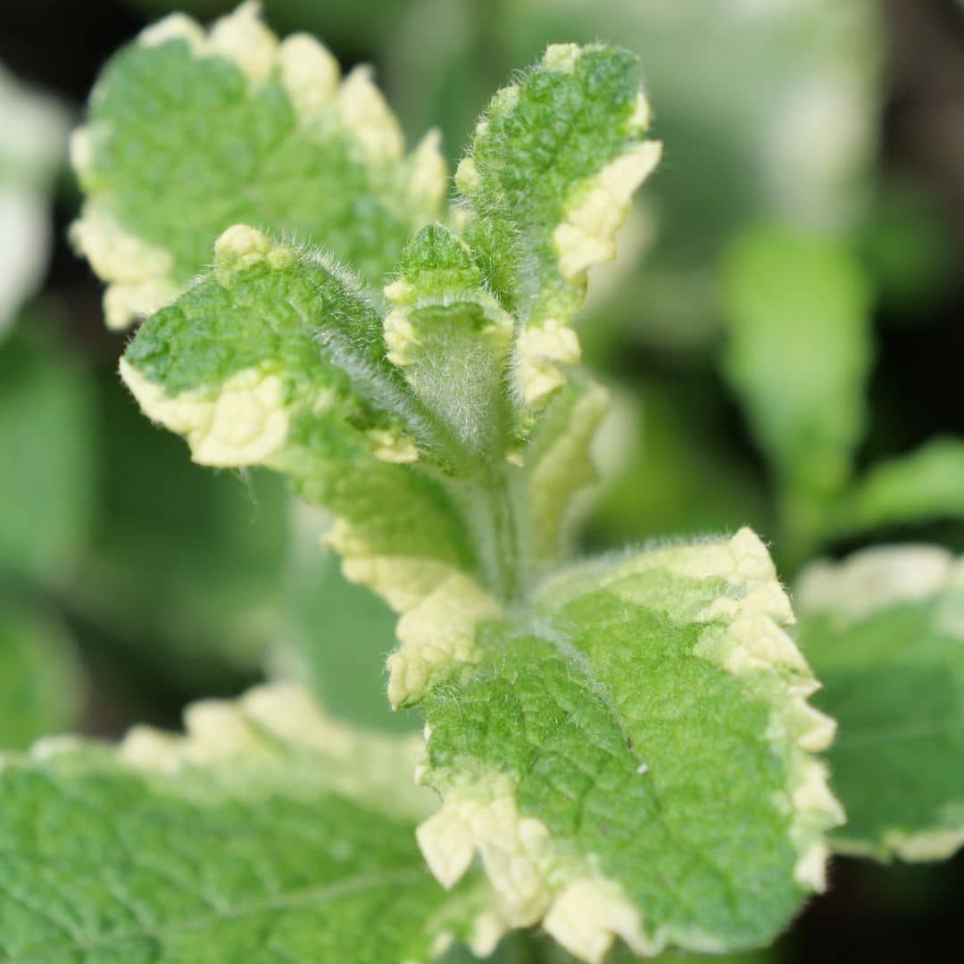 PLANT Menthe ananas panaché plantes aromatiques rares monde vegetal