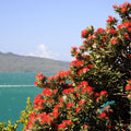 PLANT Metrosideros tomentosa pohutukawa  arbre de Noel de nouvelle zelande monde vegetal