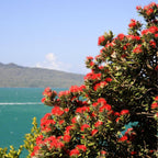 PLANT Metrosideros tomentosa pohutukawa  arbre de Noel de nouvelle zelande monde vegetal
