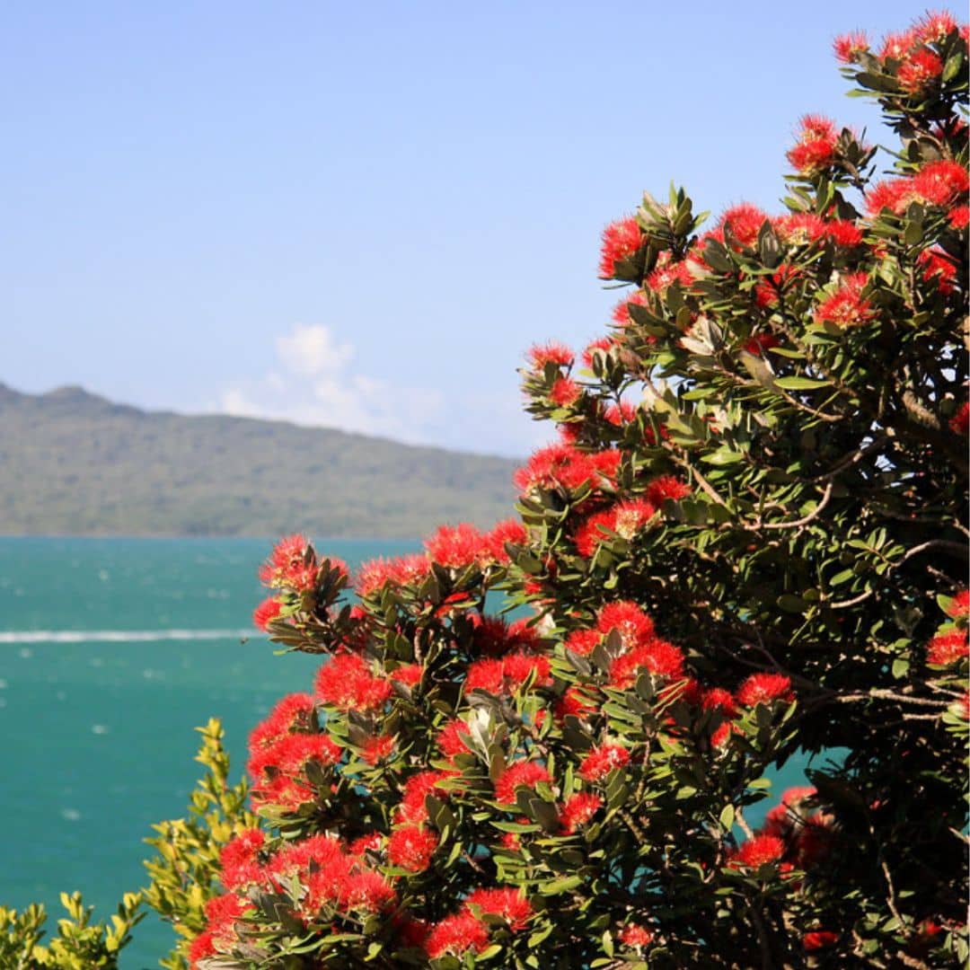 PLANT Metrosideros tomentosa pohutukawa  arbre de Noel de nouvelle zelande monde vegetal