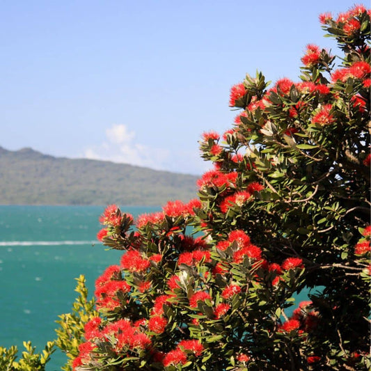 PLANT Metrosideros tomentosa pohutukawa  arbre de Noel de nouvelle zelande monde vegetal