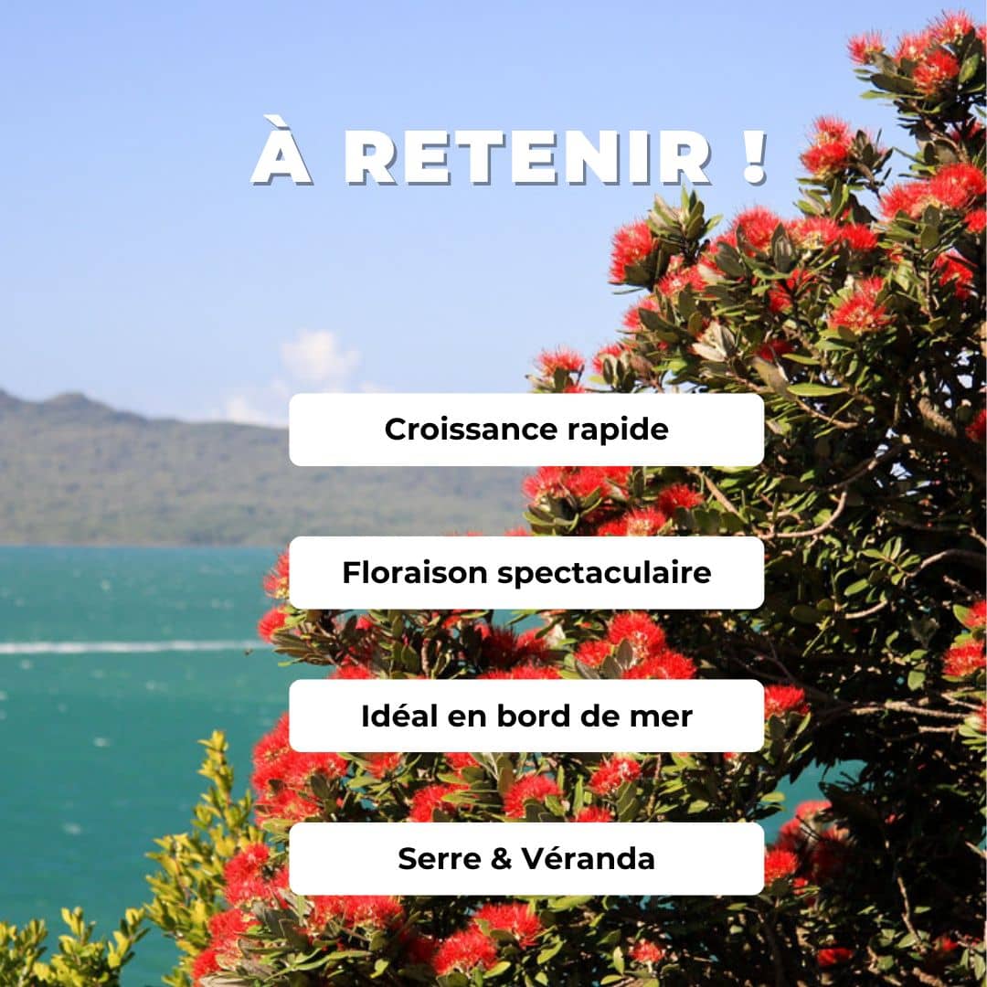  PLANT Metrosideros tomentosa pohutukawa  arbre de Noel de nouvelle zelande monde vegetal comment semer et cultiver