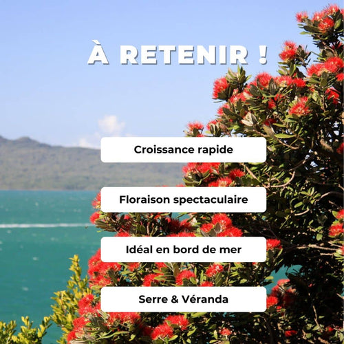  PLANT Metrosideros tomentosa pohutukawa  arbre de Noel de nouvelle zelande monde vegetal comment semer et cultiver