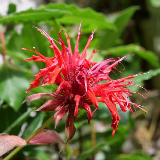 PLANT Monarde Rouge Monarda didyma monde vegetal