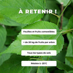 PLANT Mûrier blanc Morus alba à cultiver avec monde vegetal comment planter et cultiver