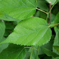 PLANT Mûrier blanc Morus alba à cultiver avec monde vegetal