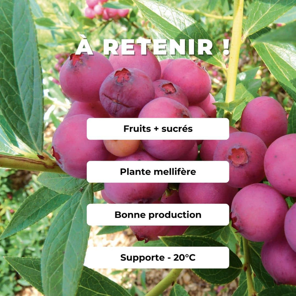 PLANT Myrtille rose Vaccinium corymbosum Pink Lemonade  à cultiver avec Monde Végétal de la plantation à la récolte