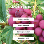 PLANT Myrtille rose Vaccinium corymbosum Pink Lemonade  à cultiver avec Monde Végétal de la plantation à la récolte