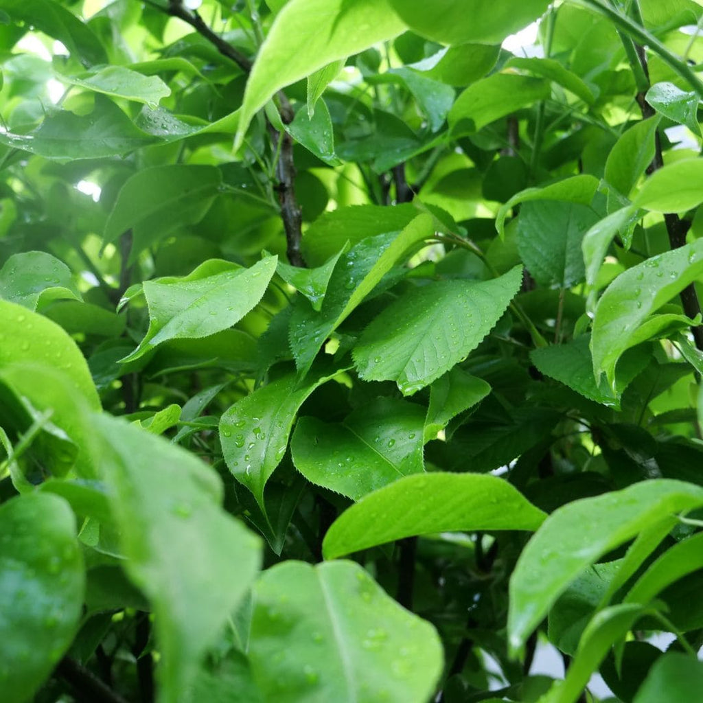 PLANT Nashi Blanc Pyrus pyrifolia Poire Japonaise monde vegetal arbres rares à cultiver