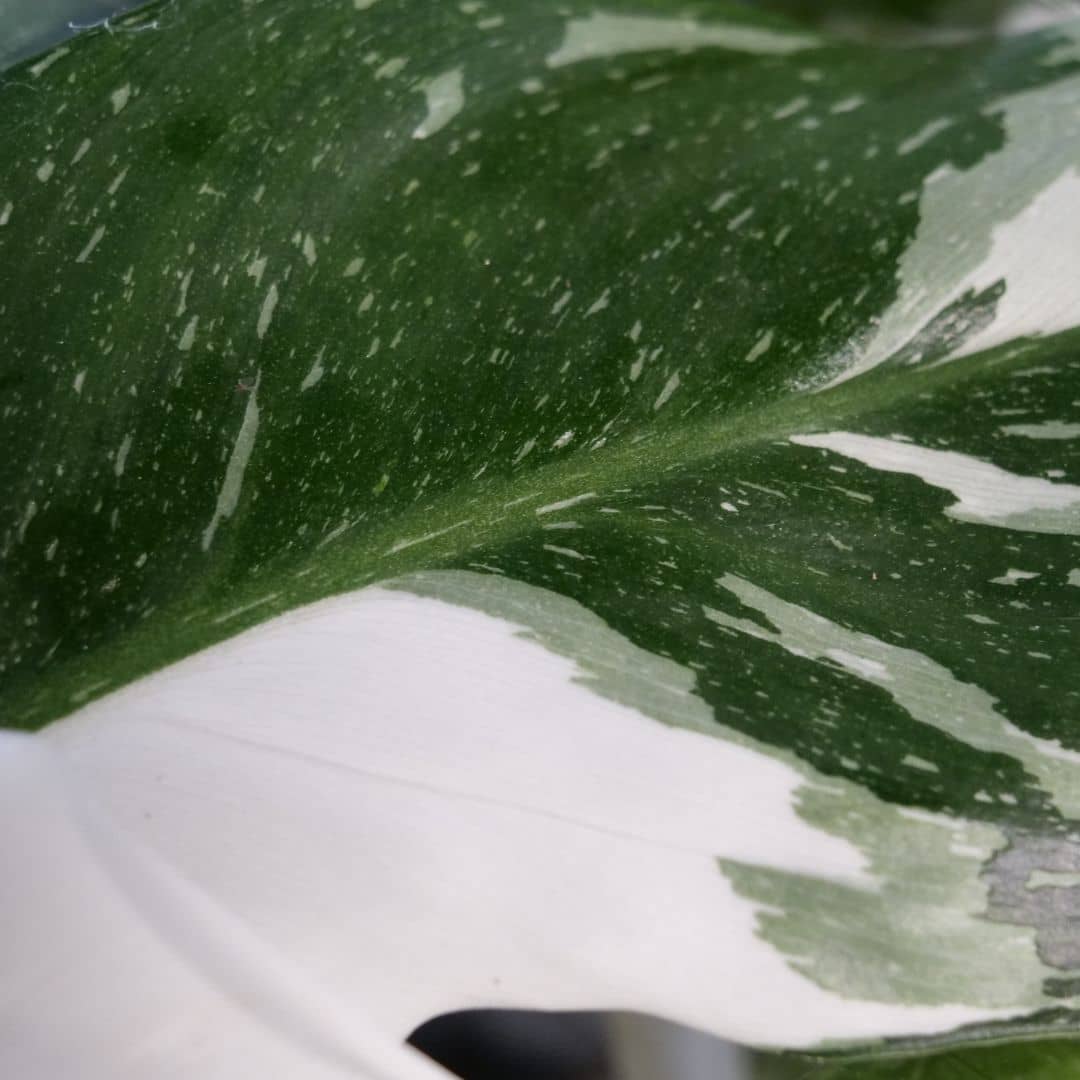 PLANT Philodendron white princess philodendron panaché à cultiver en pot monde vegetal