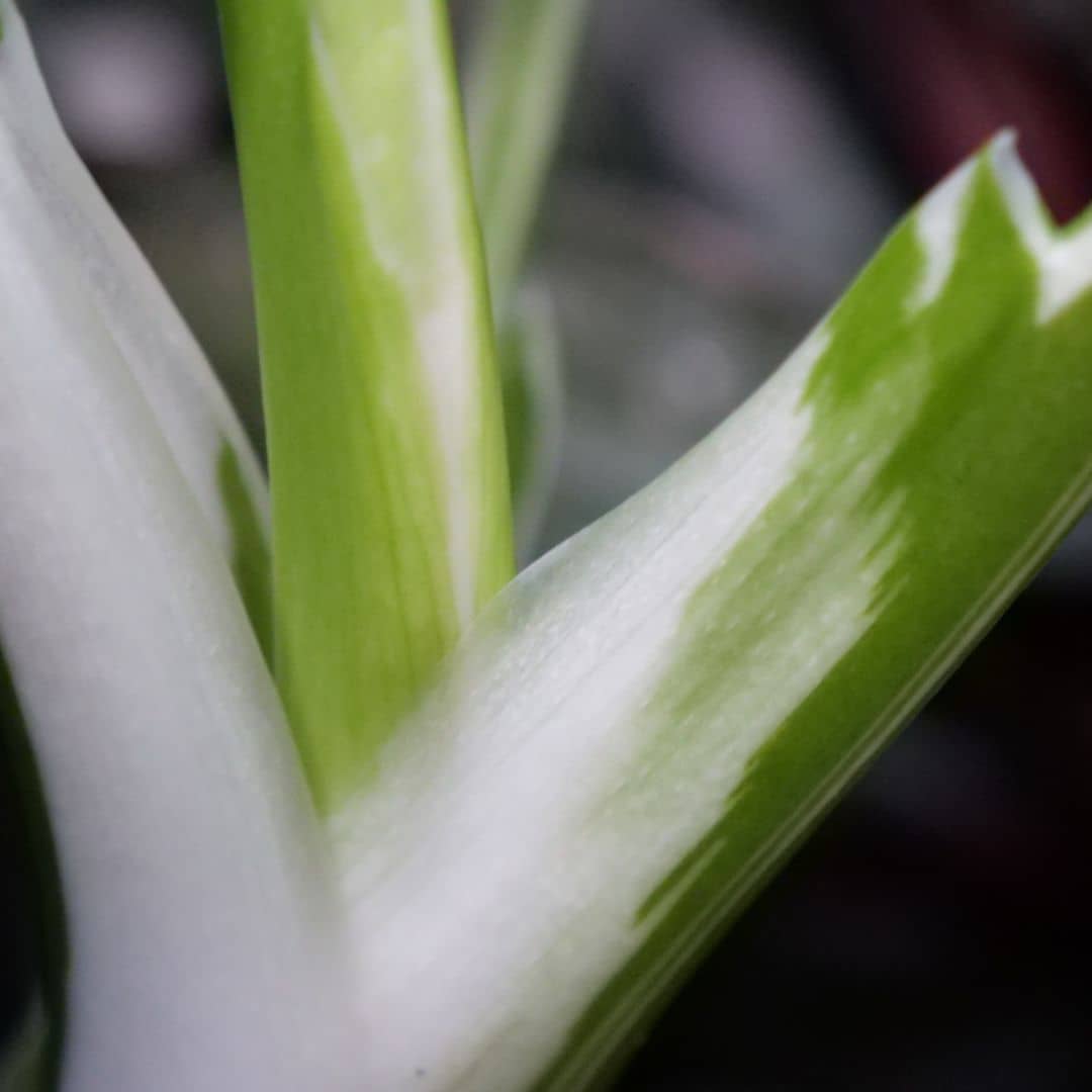 PLANT Philodendron white princess philodendron plantes d'intérieur rares à collectionner