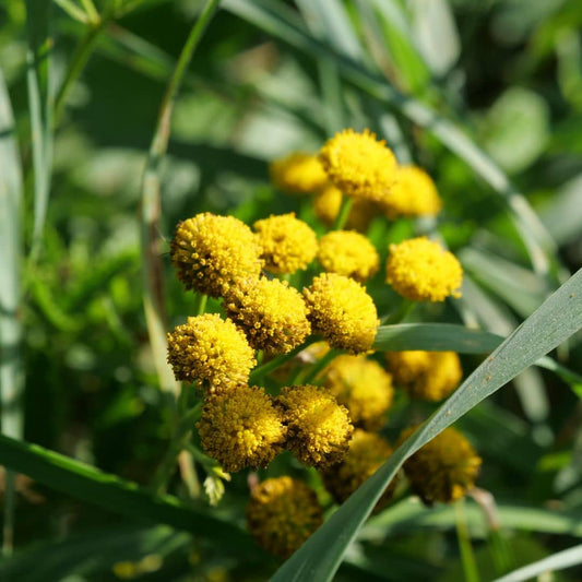 PLANT Tanaisie vulgaire tanacetum vulgare monde végétal détails des fleurs