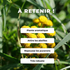 PLANT Tanaisie vulgaire tanacetum vulgare monde végétal détails des fleurs comment la cultiver