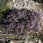 PLANT Thym commun thymus vulgaris monde vegetal
