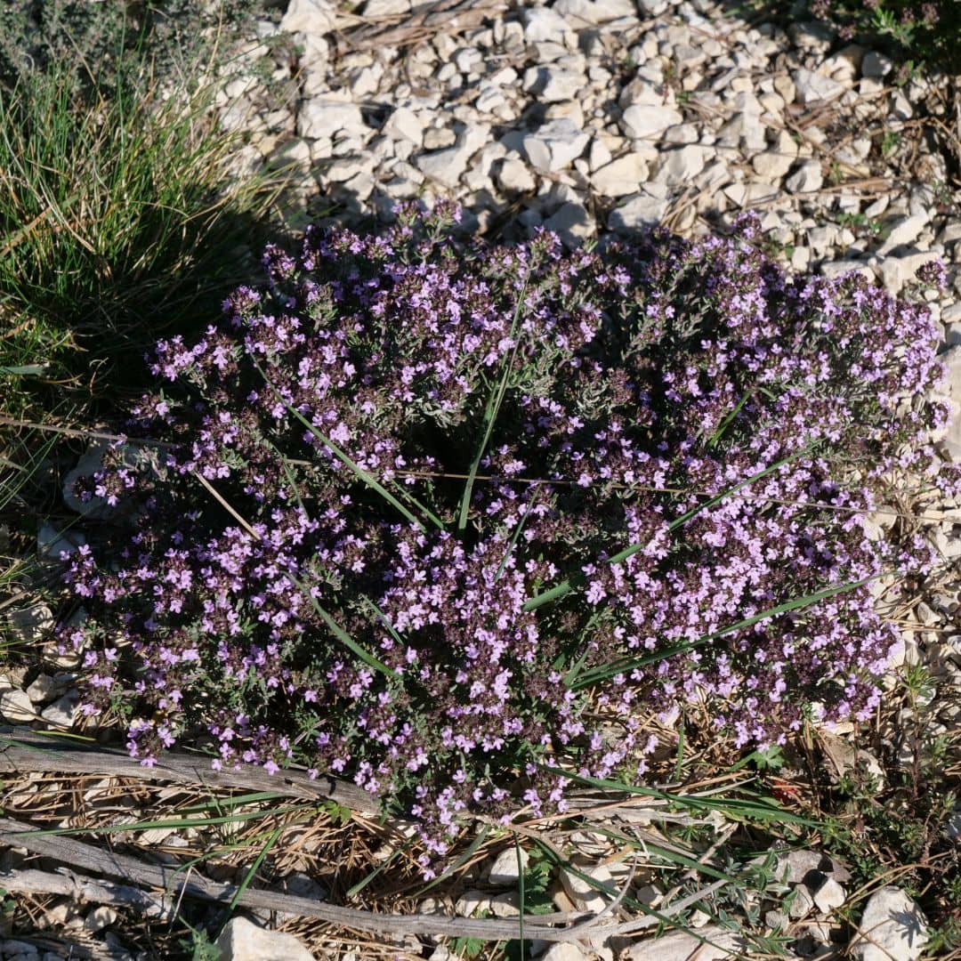 PLANT Thym commun thymus vulgaris monde vegetal