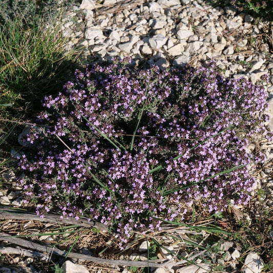 PLANT Thym commun thymus vulgaris monde vegetal