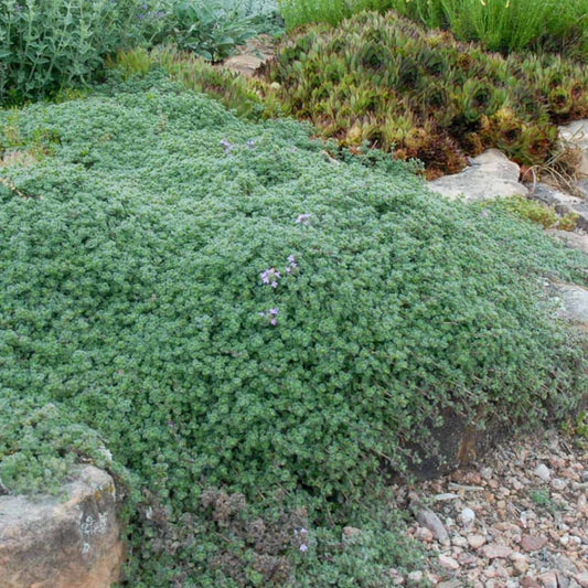PLANT Thymus pseudolanuginosus thym laineux plant monde vegetal