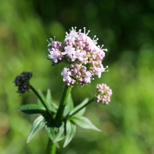 PLANT Valériane officinale valeriana officinalis vendue en pot monde vegetal