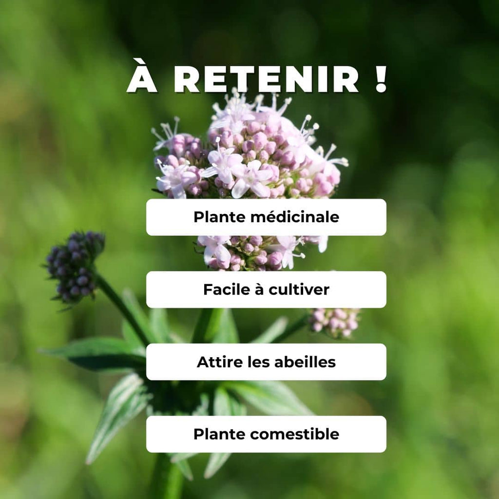 PLANT Valériane officinale valeriana officinalis vendue en pot monde vegetal comment cultiver