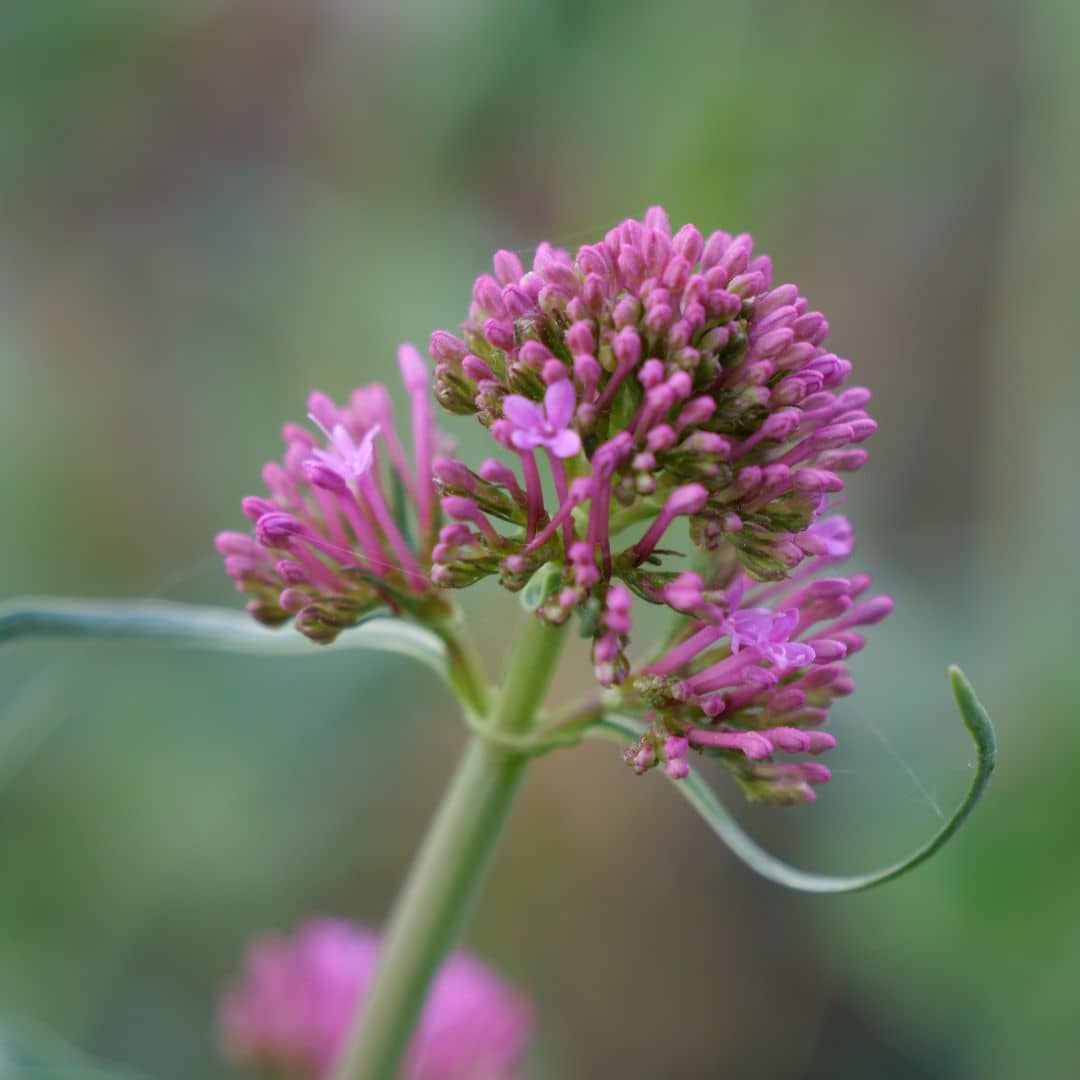 PLANT Valériane rouge centranthus ruber