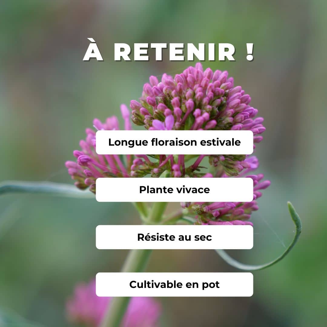 PLANT Valériane rouge centranthus ruber comment planter et cultiver