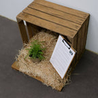 PLANT achillée millefeuille à cultiver comment planter et récolter grâce à tous les conseils de culture