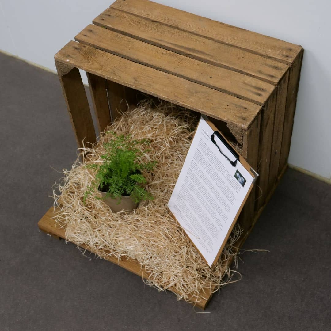 PLANT achillée millefeuille à cultiver comment planter et récolter grâce à tous les conseils de culture