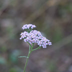 PLANT achillée millefeuille achillea millefolium à planter