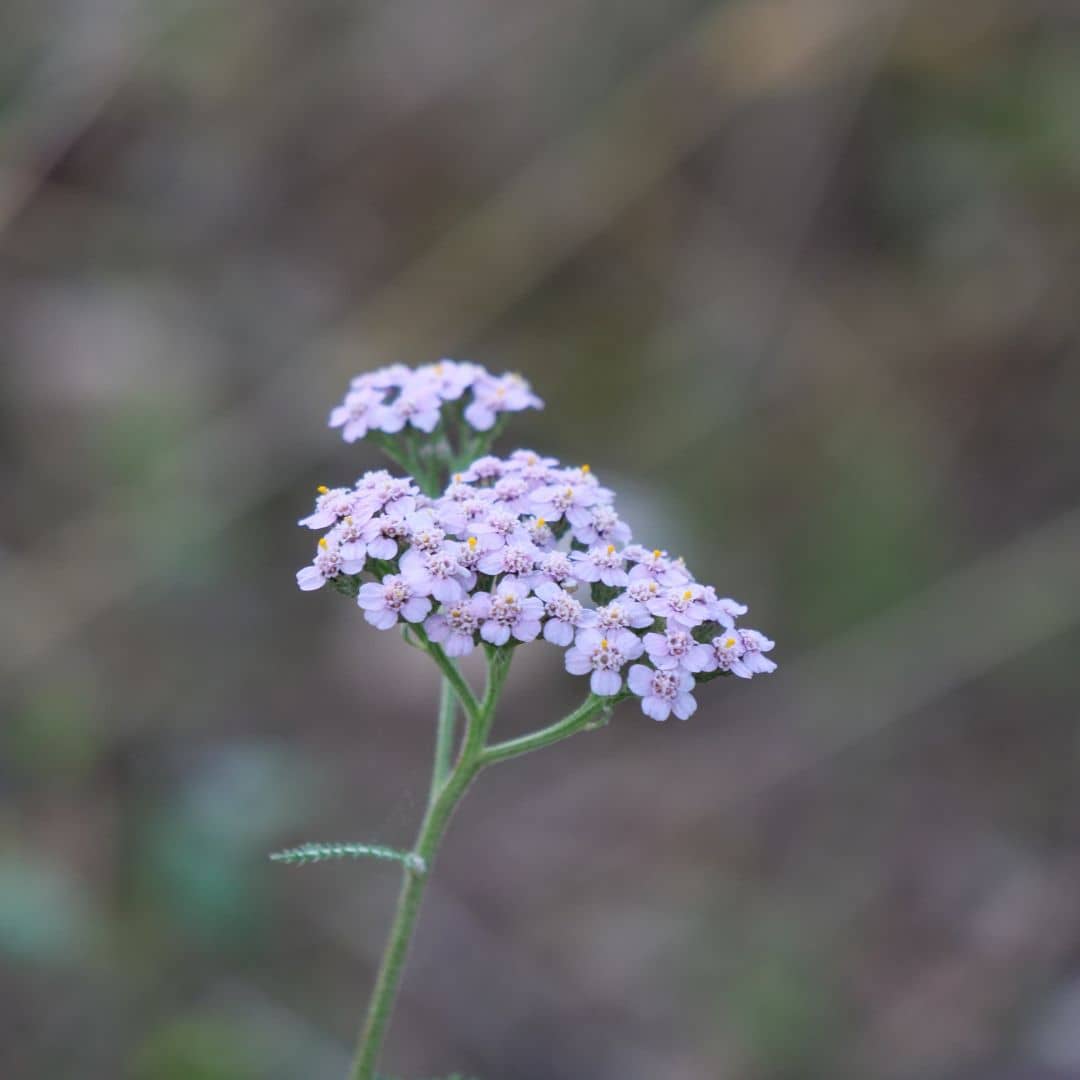 Plant Achillée Millefeuille (Achillea millefolium) – Vivace melliفère