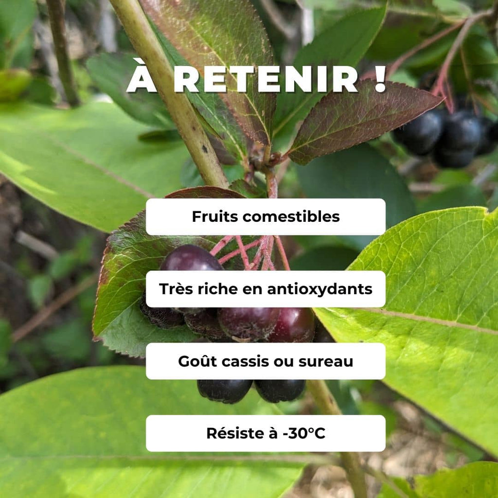 PLANT aronia à fruits noirs aronia prunifolia monde vegetal comment cultier l'aronie
