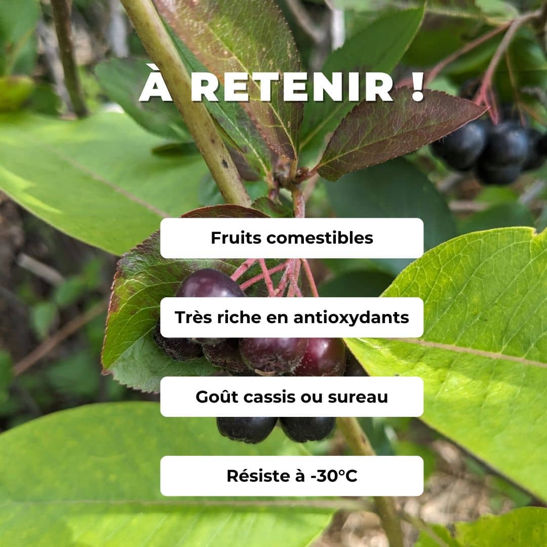 PLANT aronia à fruits noirs aronia prunifolia monde vegetal comment cultier l'aronie