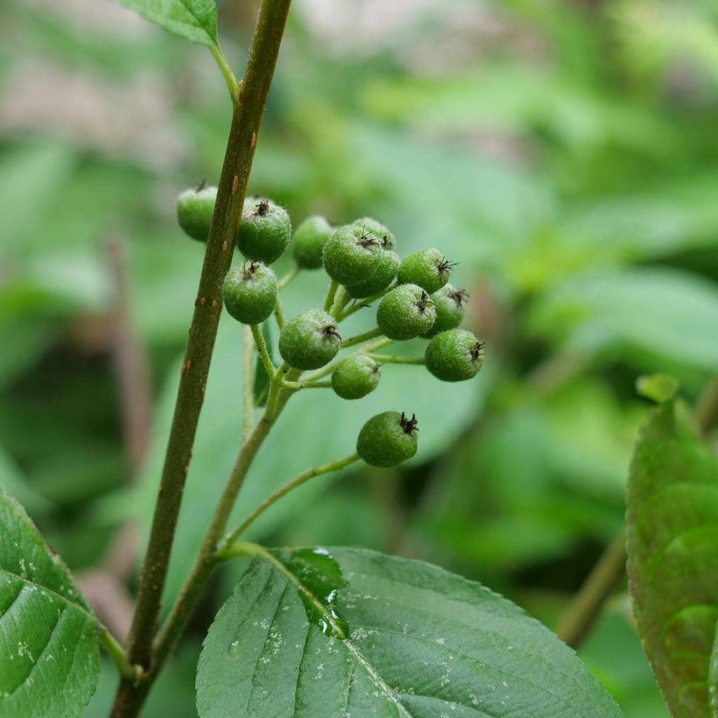 PLANT aronia à fruits noirs plantation avec le bon terreau et comment bien l'arroser monde vegetal