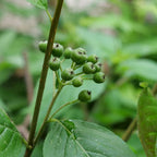 PLANT aronia à fruits noirs plantation avec le bon terreau et comment bien l'arroser monde vegetal