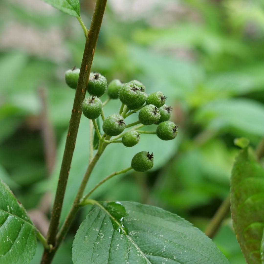 PLANT aronia à fruits noirs plantation avec le bon terreau et comment bien l'arroser monde vegetal