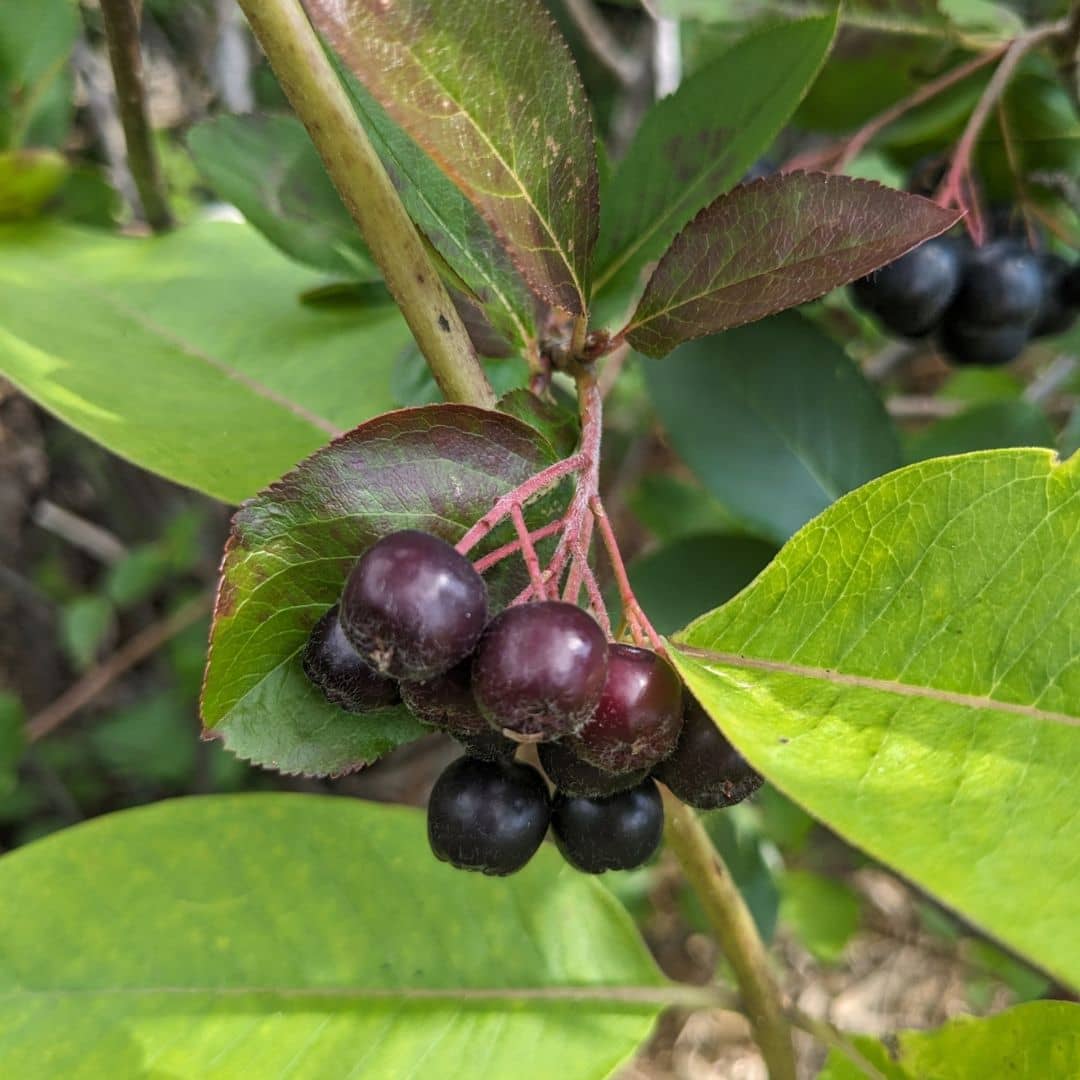 PLANT aronia à fruits noirs aronia prunifolia monde vegetal