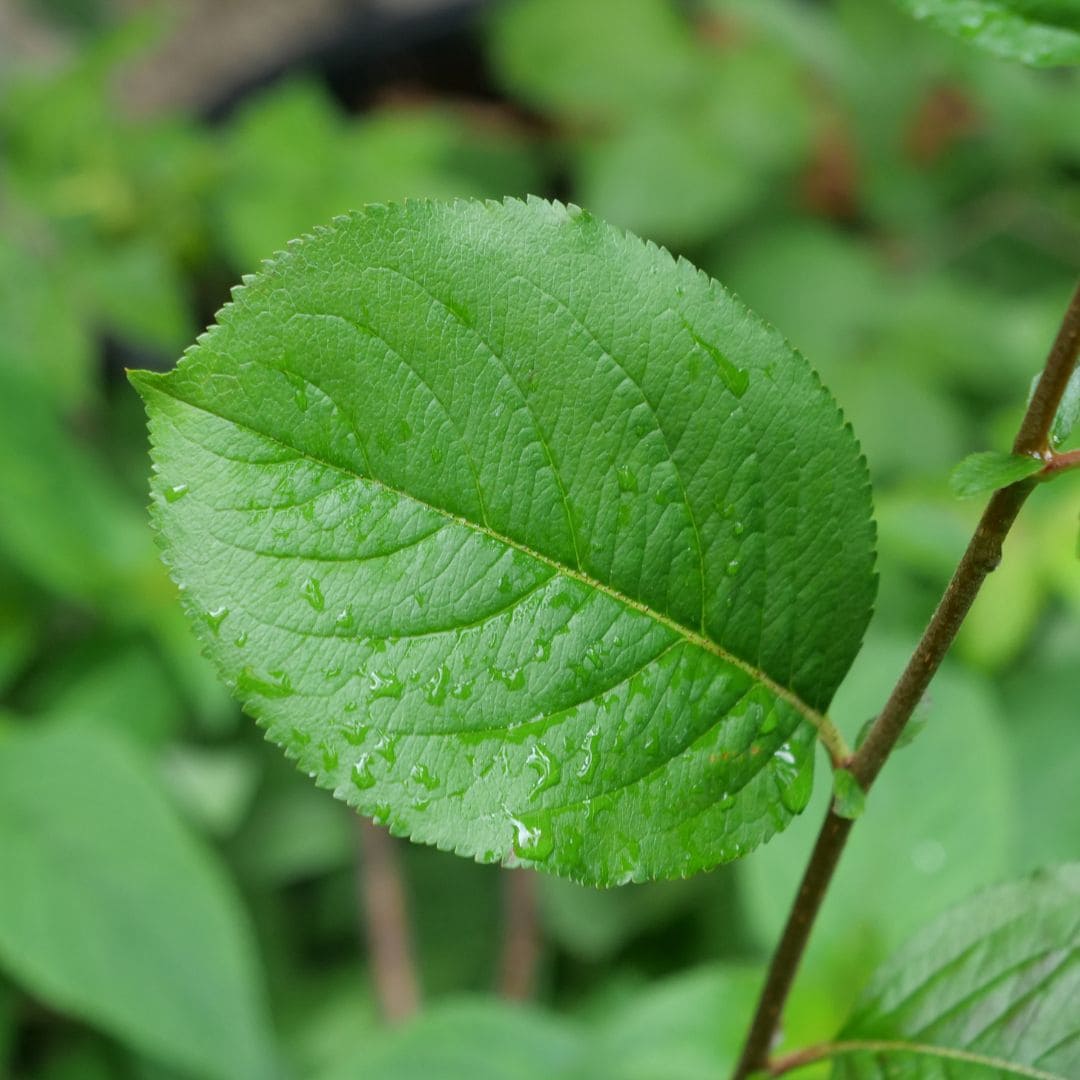 PLANT aronia x prunifolia aronia à fruits noirs comment planter et cultiver monde vegetal